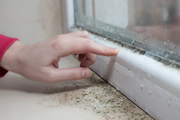 Best Mold Odor Removal Services  in Mcminnville, OR