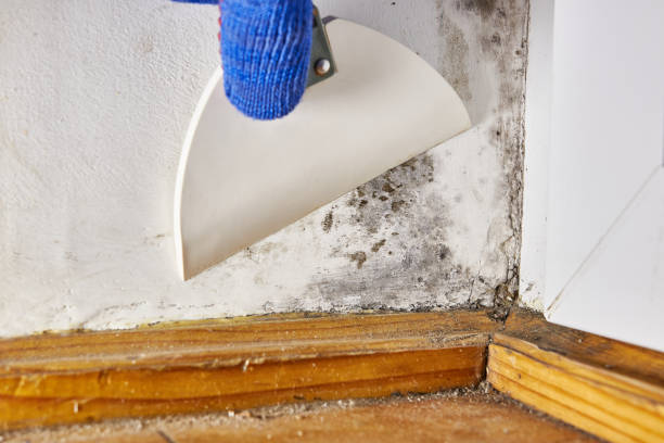 Best Mold Removal for HVAC Installations  in Mcminnville, OR
